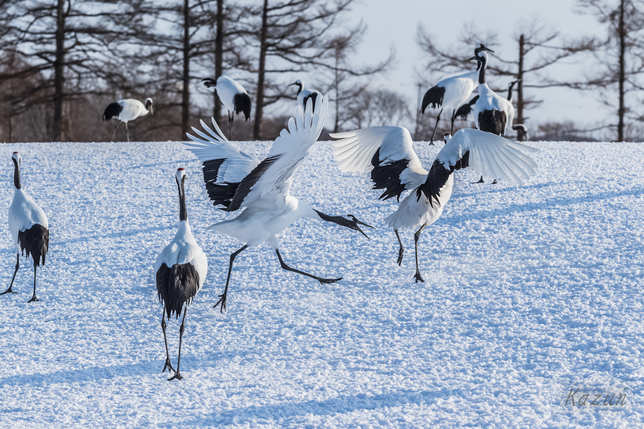 Canon EOS-1D X Mark II sample photo. The courtship photography