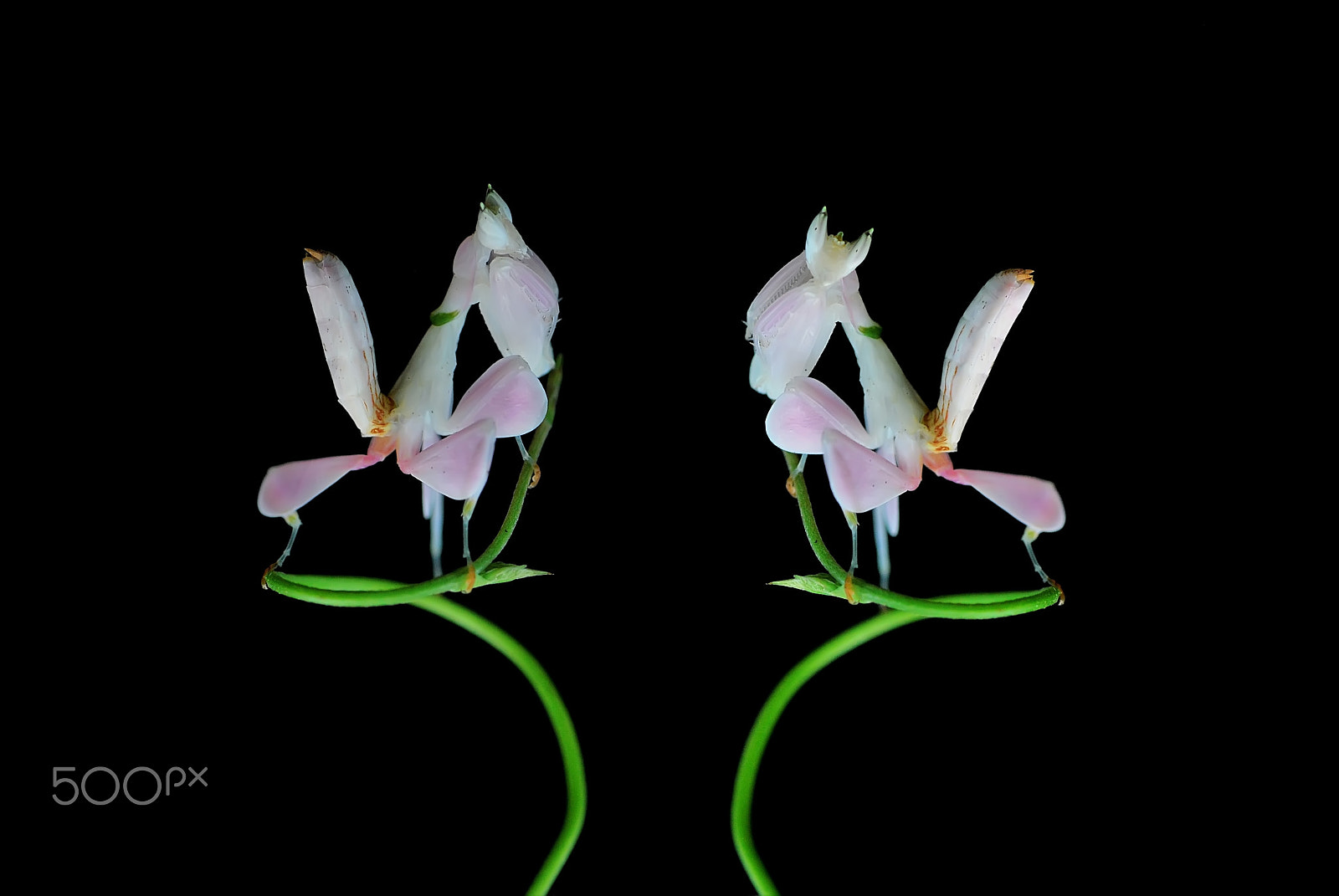 Nikon D60 + Tamron SP 90mm F2.8 Di VC USD 1:1 Macro sample photo. Orchid mantis,mantis orchid,mantis, photography