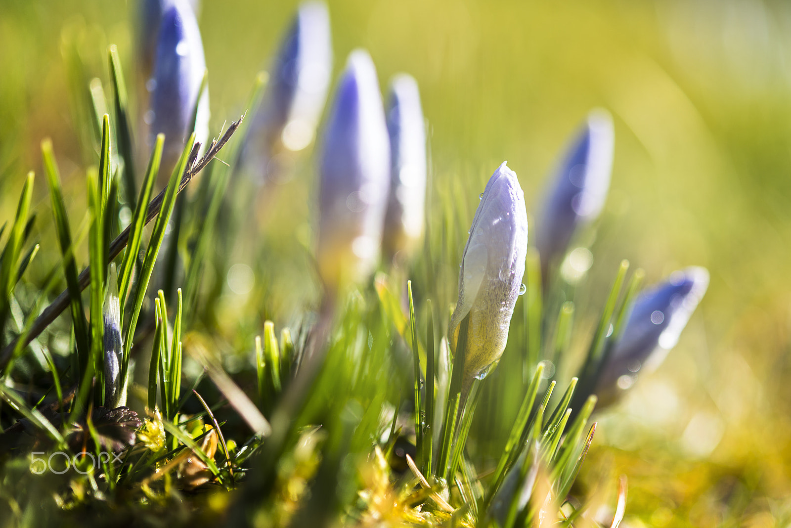 Nikon D800 + Nikon AF-S Micro-Nikkor 60mm F2.8G ED sample photo. Spring is coming soon, isn't it ? photography