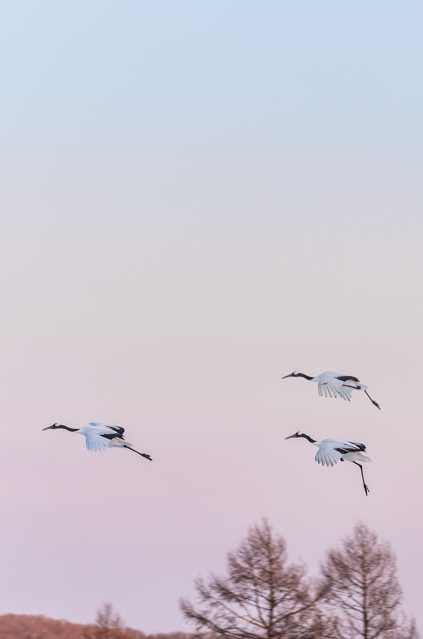 XF100-400mmF4.5-5.6 R LM OIS WR + 1.4x sample photo. Dance in the sky of a pale pink color. photography