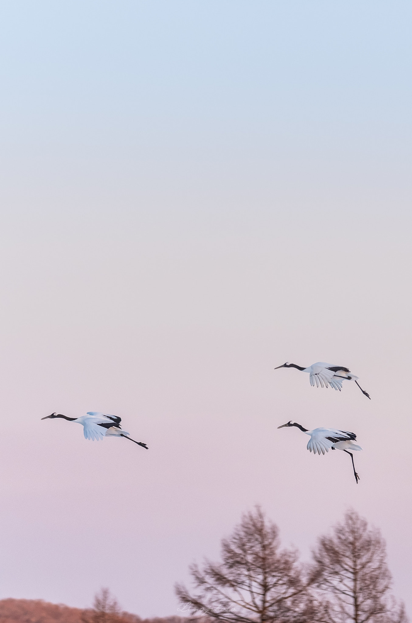 Fujifilm X-T2 + XF100-400mmF4.5-5.6 R LM OIS WR + 1.4x sample photo. Dance in the sky of a pale pink color. photography