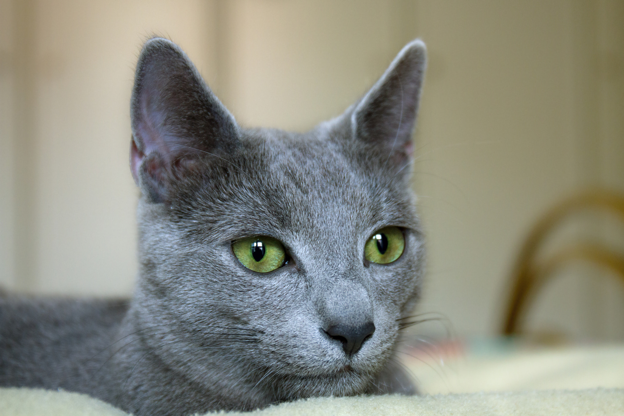 Canon EF 24-70mm F4L IS USM sample photo. The merlin's eyes photography