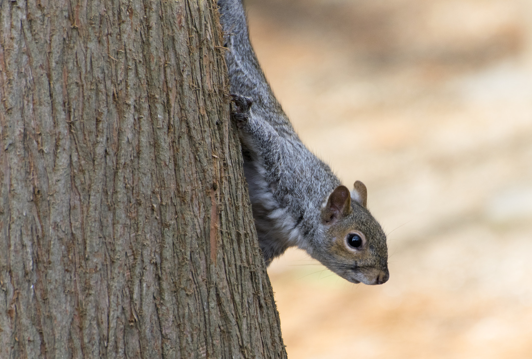 Nikon D3300 + Nikon AF-S Nikkor 70-300mm F4.5-5.6G VR sample photo. Squirrel photography