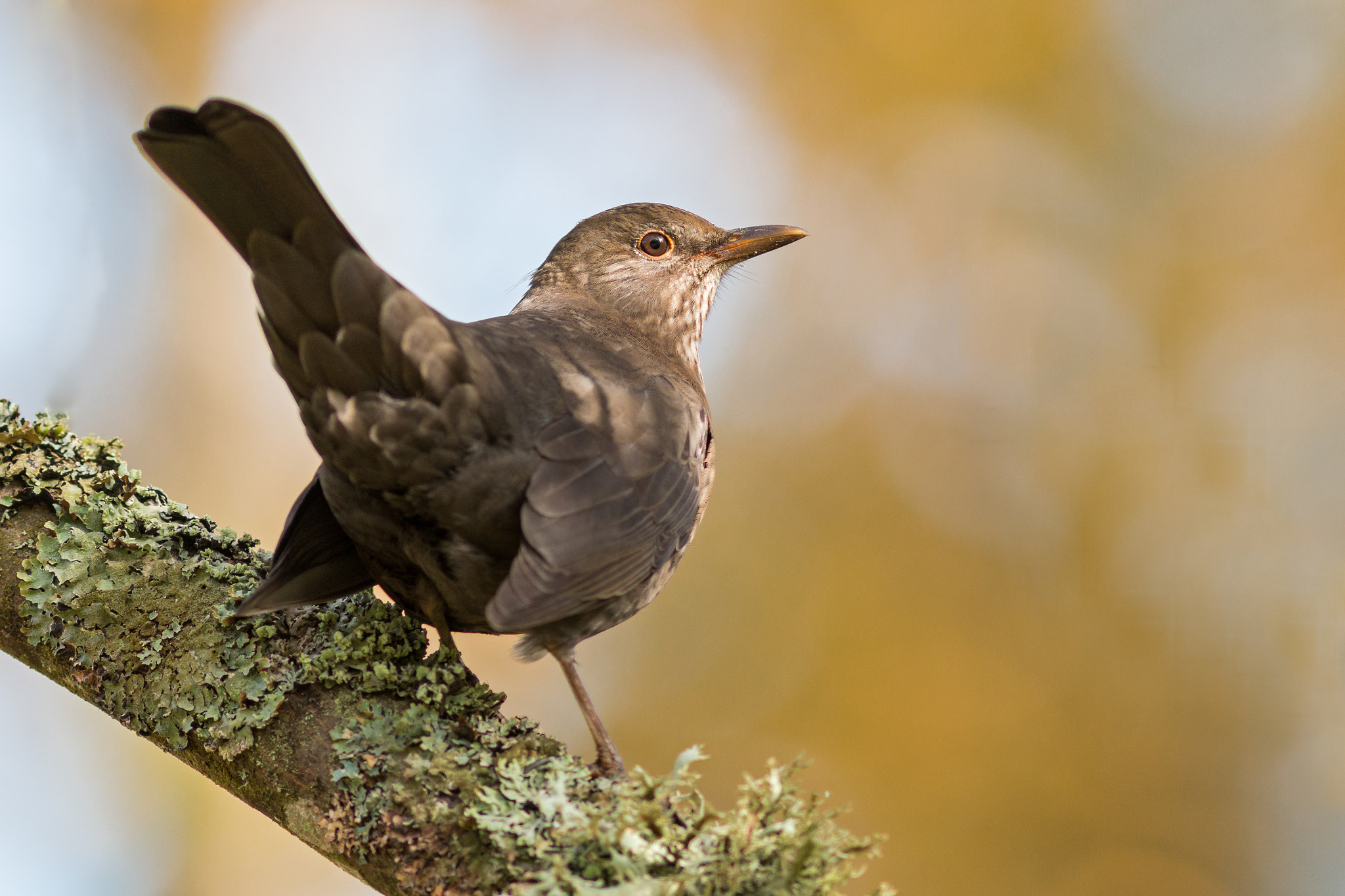 Canon EOS 70D + Canon EF 300mm F4L IS USM sample photo. Amsel photography