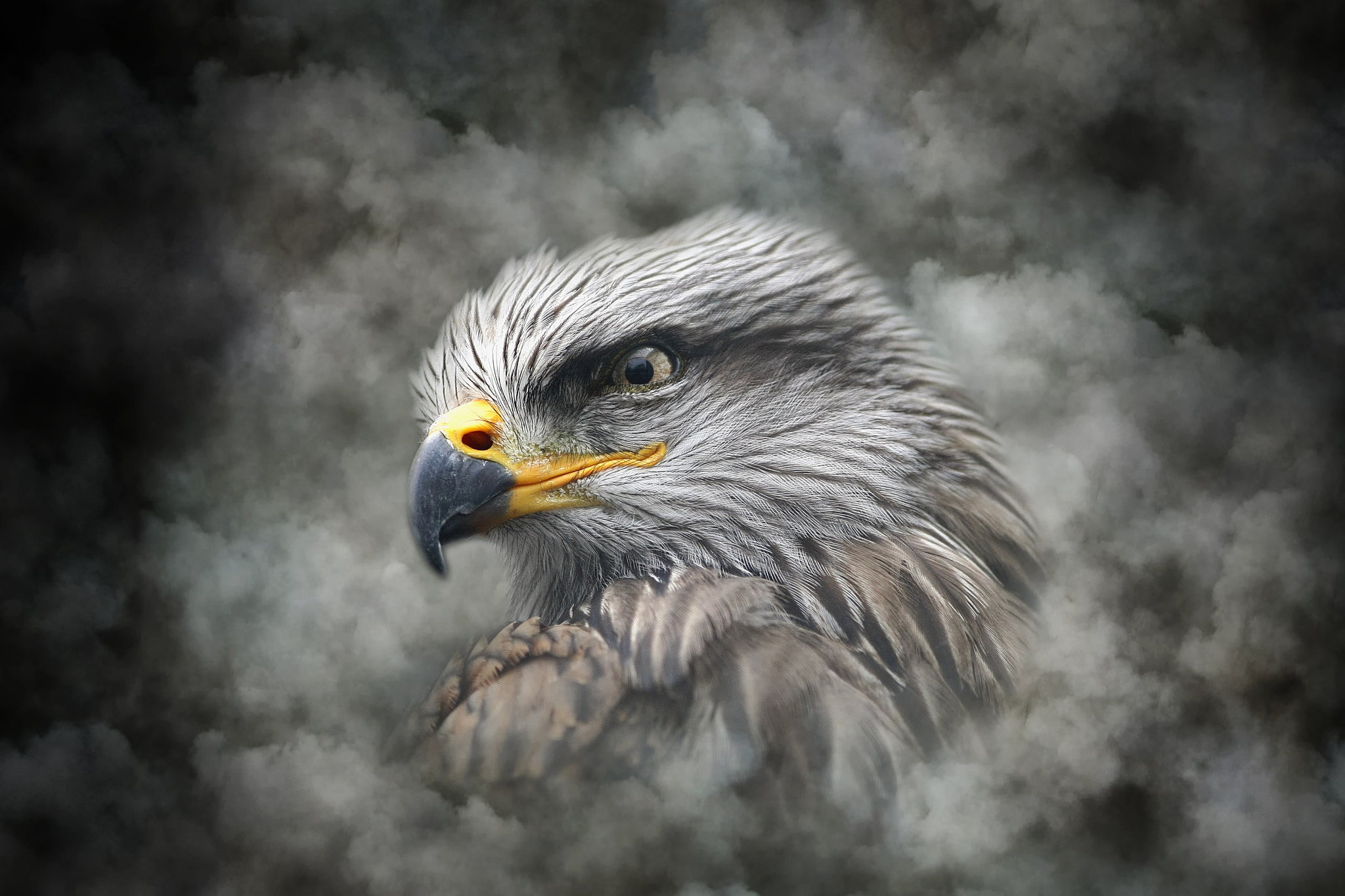 Canon EF 300mm F4L IS USM sample photo. Black kite photography