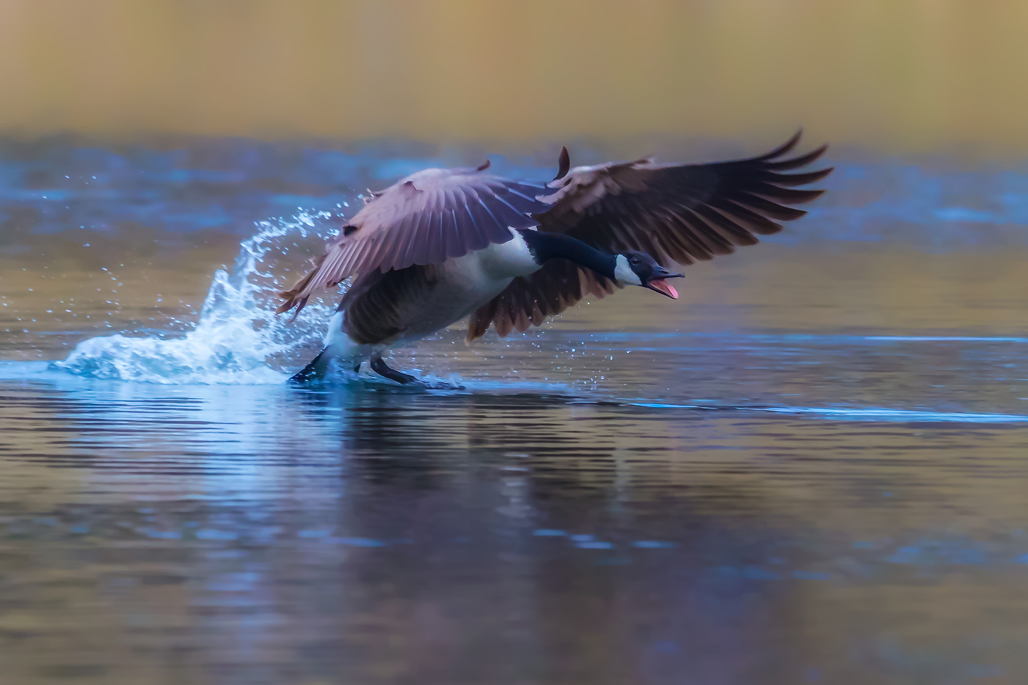 Canon EOS-1D X Mark II + Canon EF 400mm F2.8L IS II USM sample photo. Canada goose.... photography