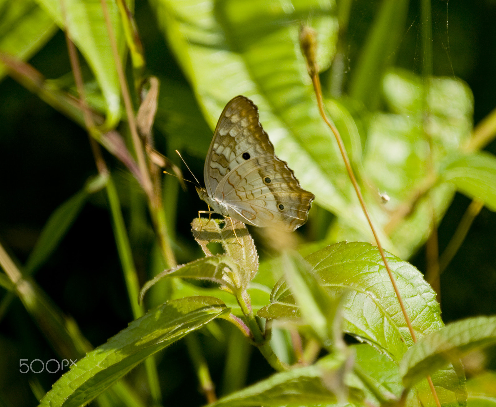 Canon EF 100-400mm F4.5-5.6L IS USM sample photo. Pretty wings photography