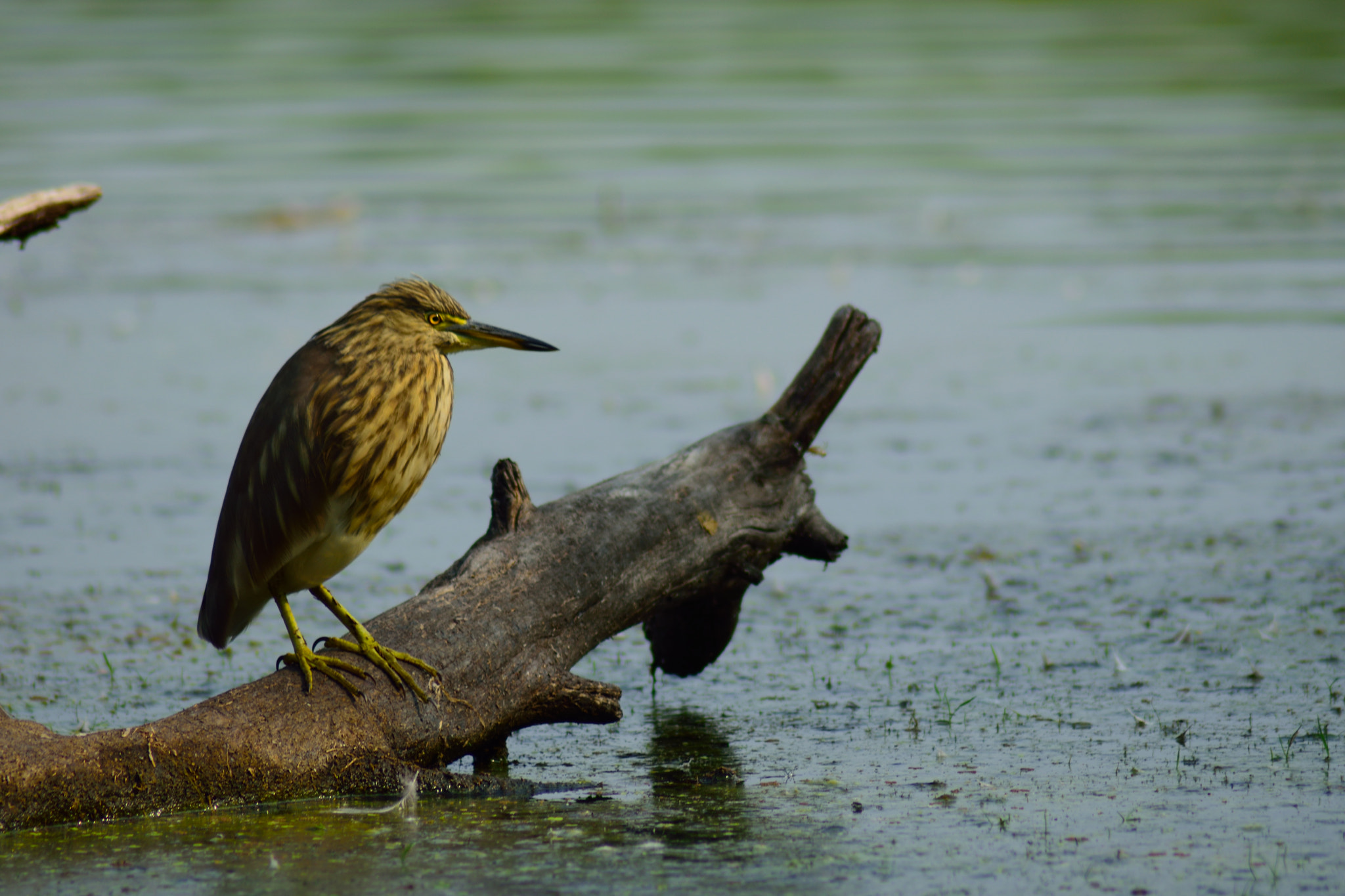 Nikon AF Nikkor 70-300mm F4-5.6G sample photo. Indian pond heron photography