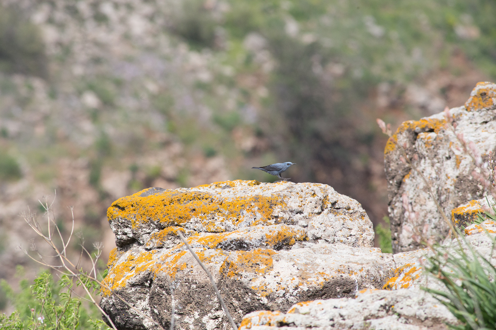 Canon EOS 6D + Canon EF 400mm F5.6L USM sample photo. Blue rock thrush photography