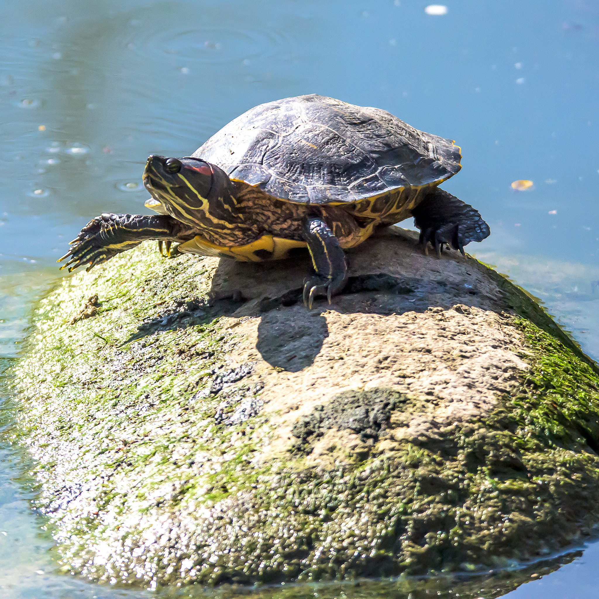 Nikon D810 sample photo. Turtle photography