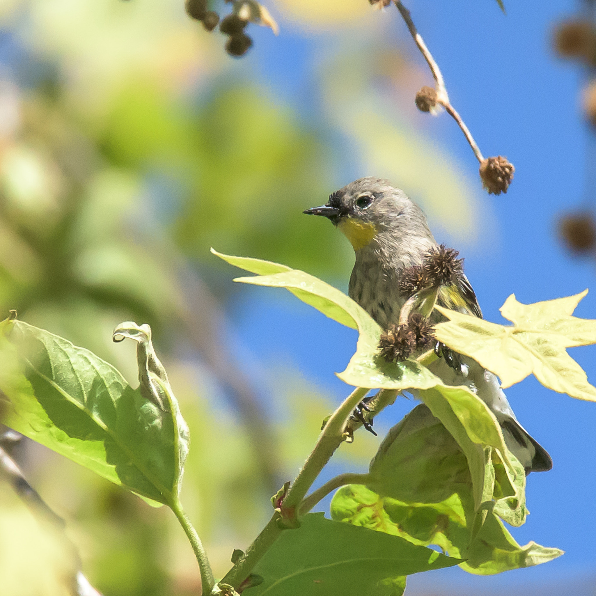 Nikon D810 sample photo. Yellow rumped warbler photography