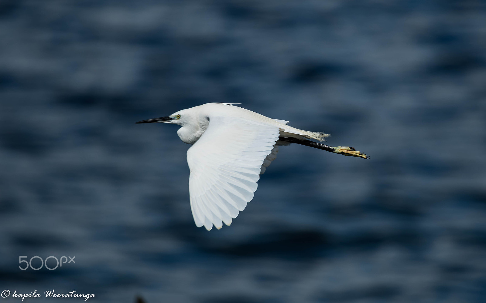 Sigma 150-600mm F5-6.3 DG OS HSM | S sample photo