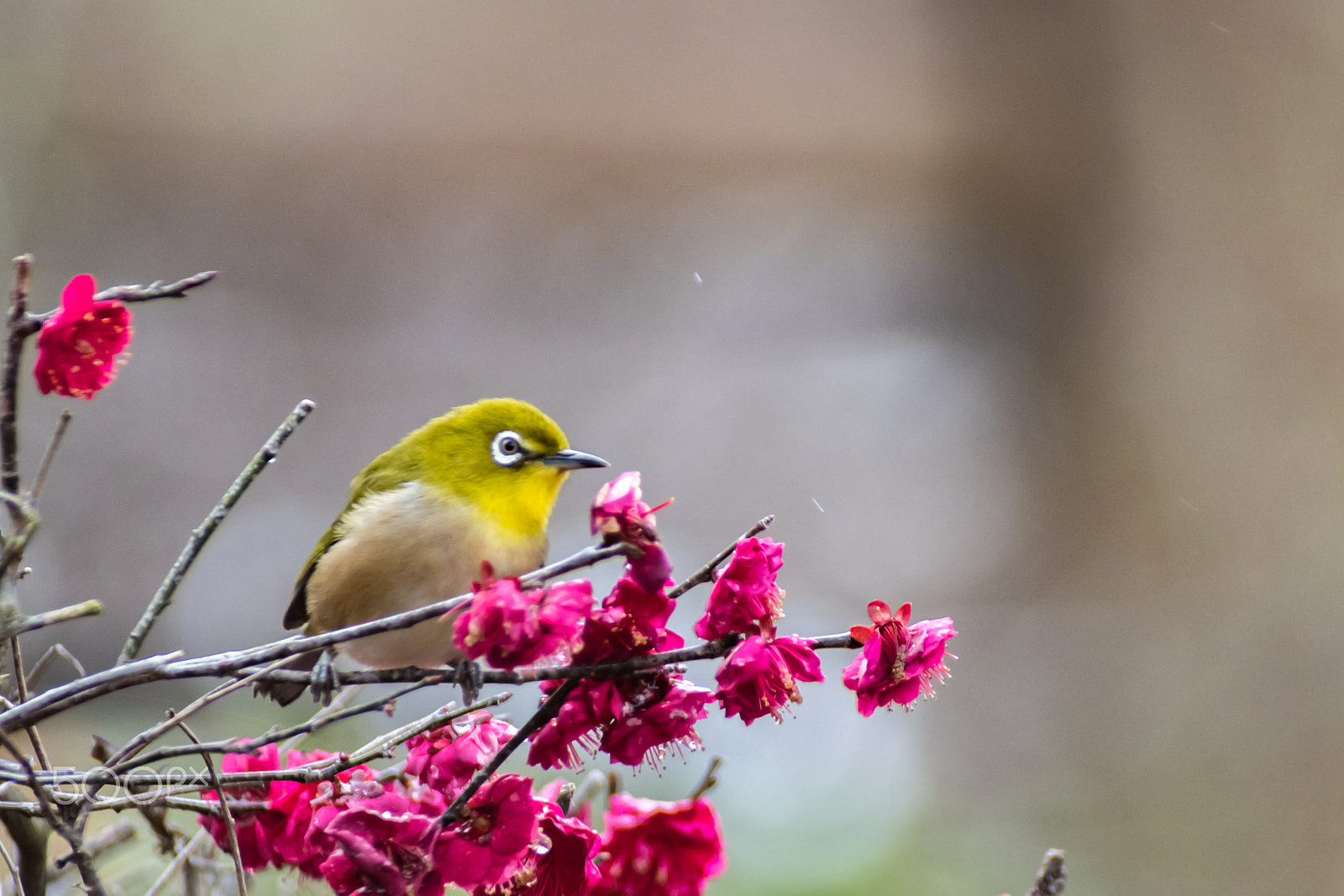 Pentax K-S2 sample photo. Japanese white-eye and plum photography