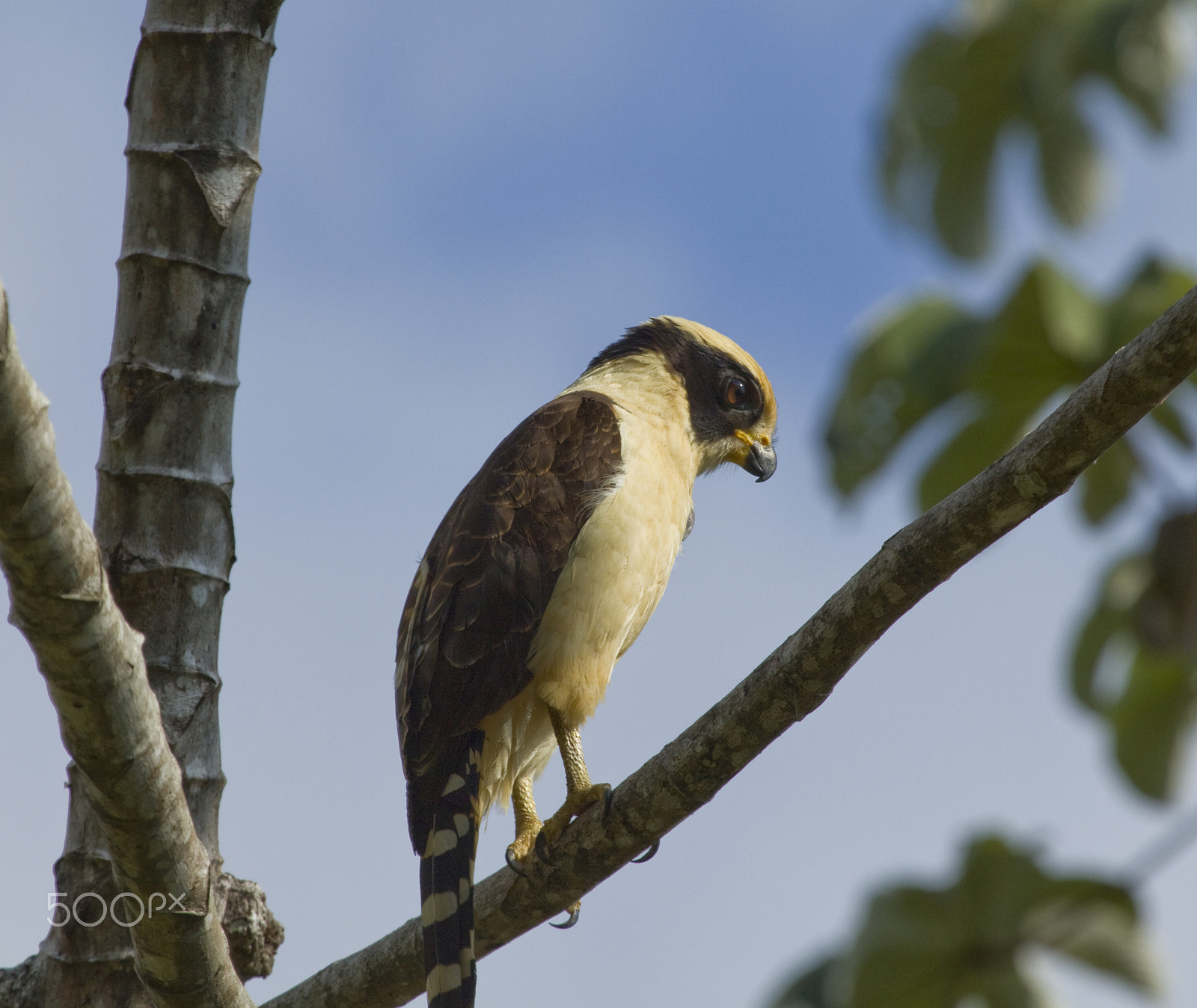 Canon EOS 50D + Canon EF 100-400mm F4.5-5.6L IS USM sample photo. Laughing falcon photography