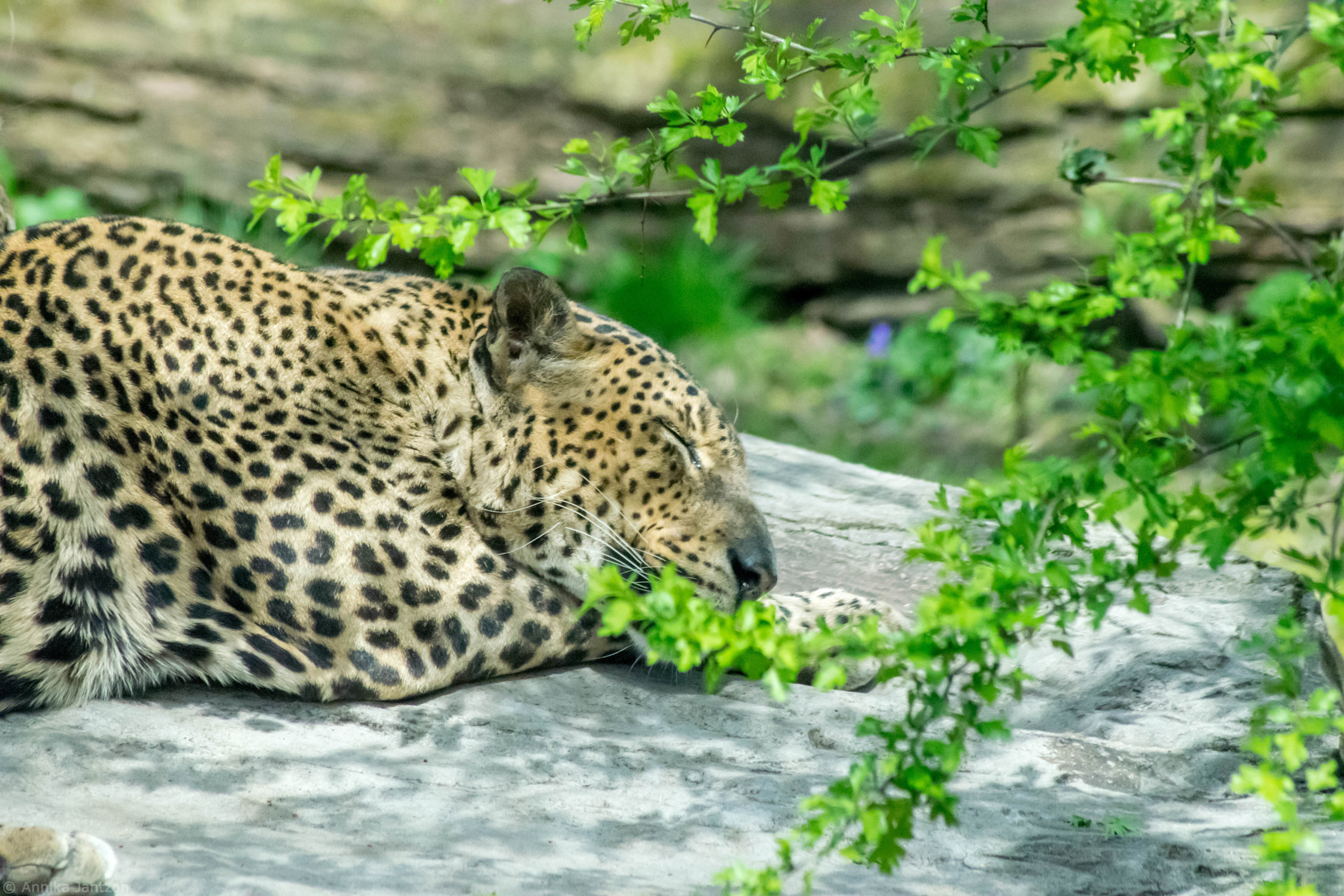 Sigma 70-300mm F4-5.6 APO DG Macro sample photo. Panther photography