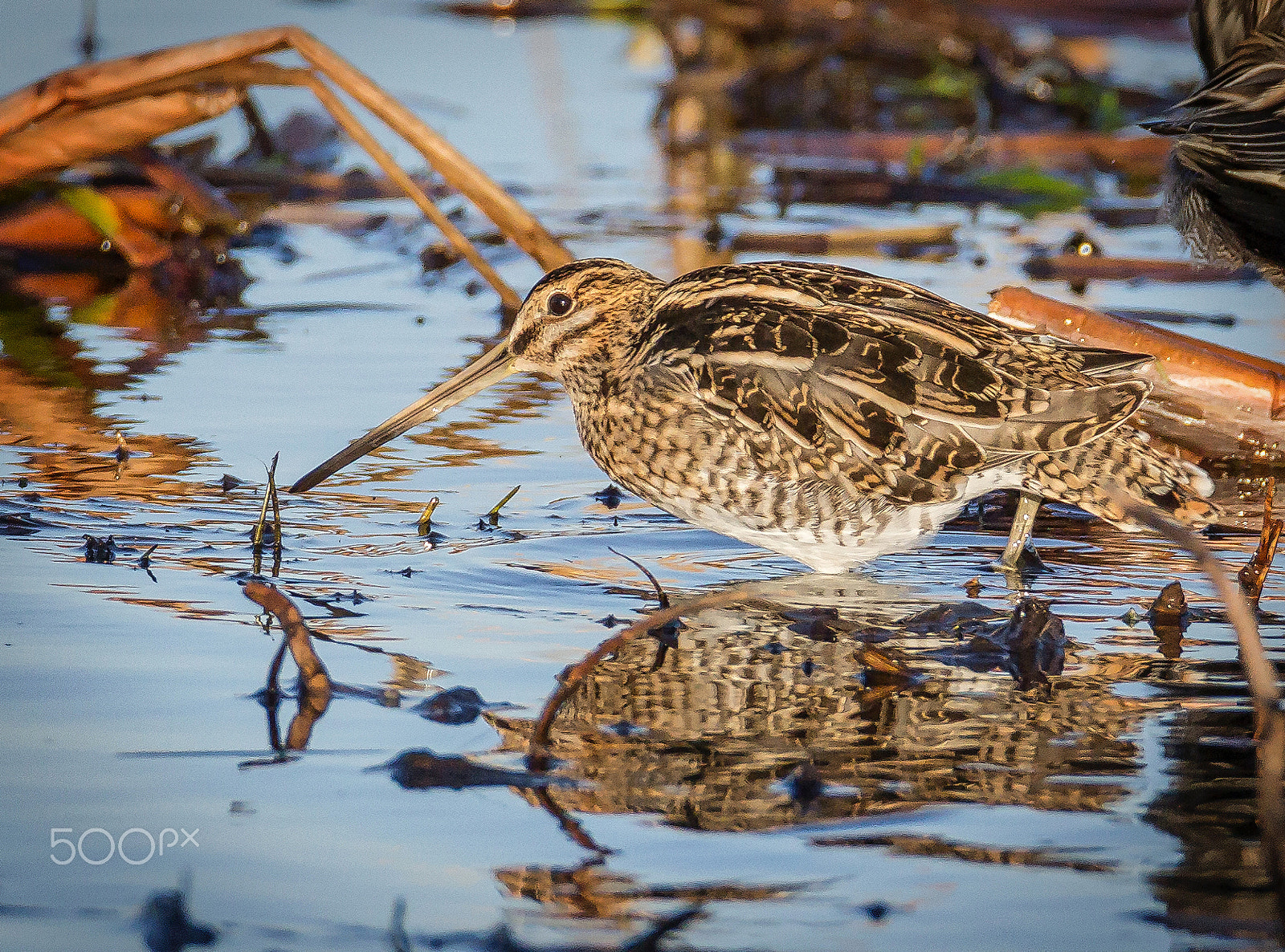 Tamron SP 150-600mm F5-6.3 Di VC USD sample photo. Snipe photography