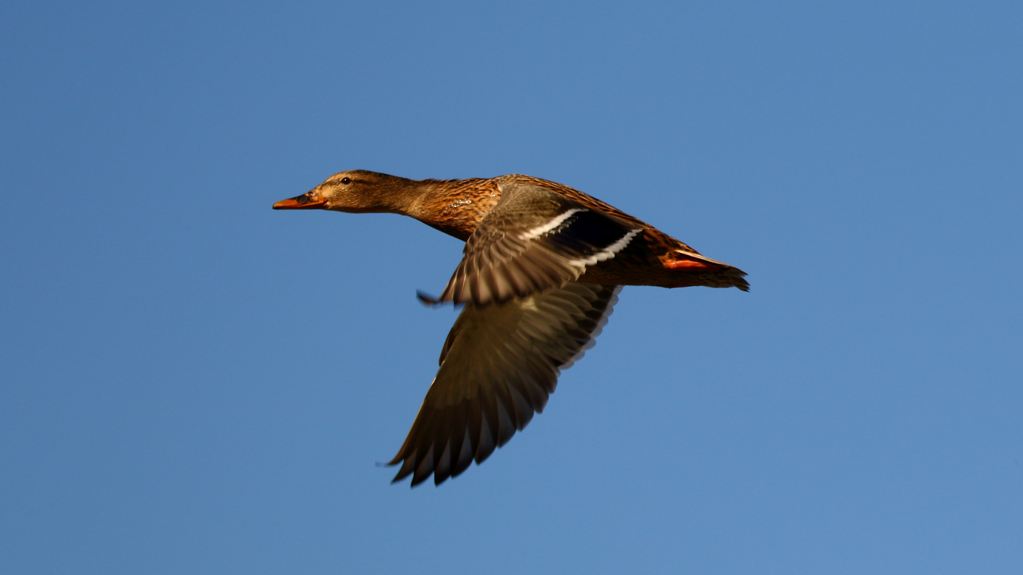 Sigma 150-600mm F5-6.3 DG OS HSM | C sample photo. Col vert photography