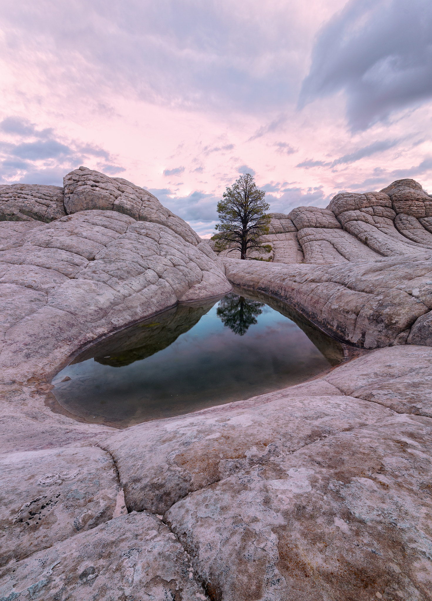 Canon EOS 6D + Sigma 12-24mm F4.5-5.6 II DG HSM sample photo. Lone pine tree photography