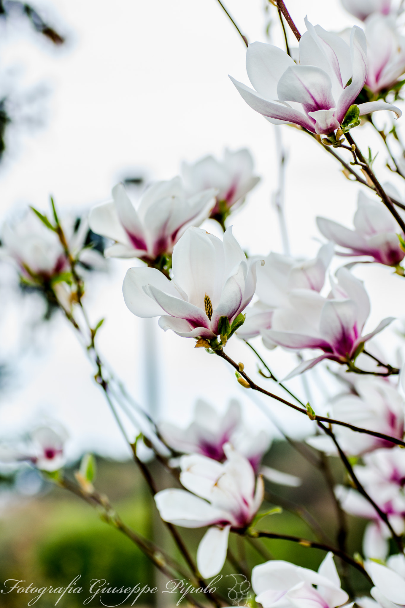 Sony SLT-A77 sample photo. Magnolia × soulangeana photography