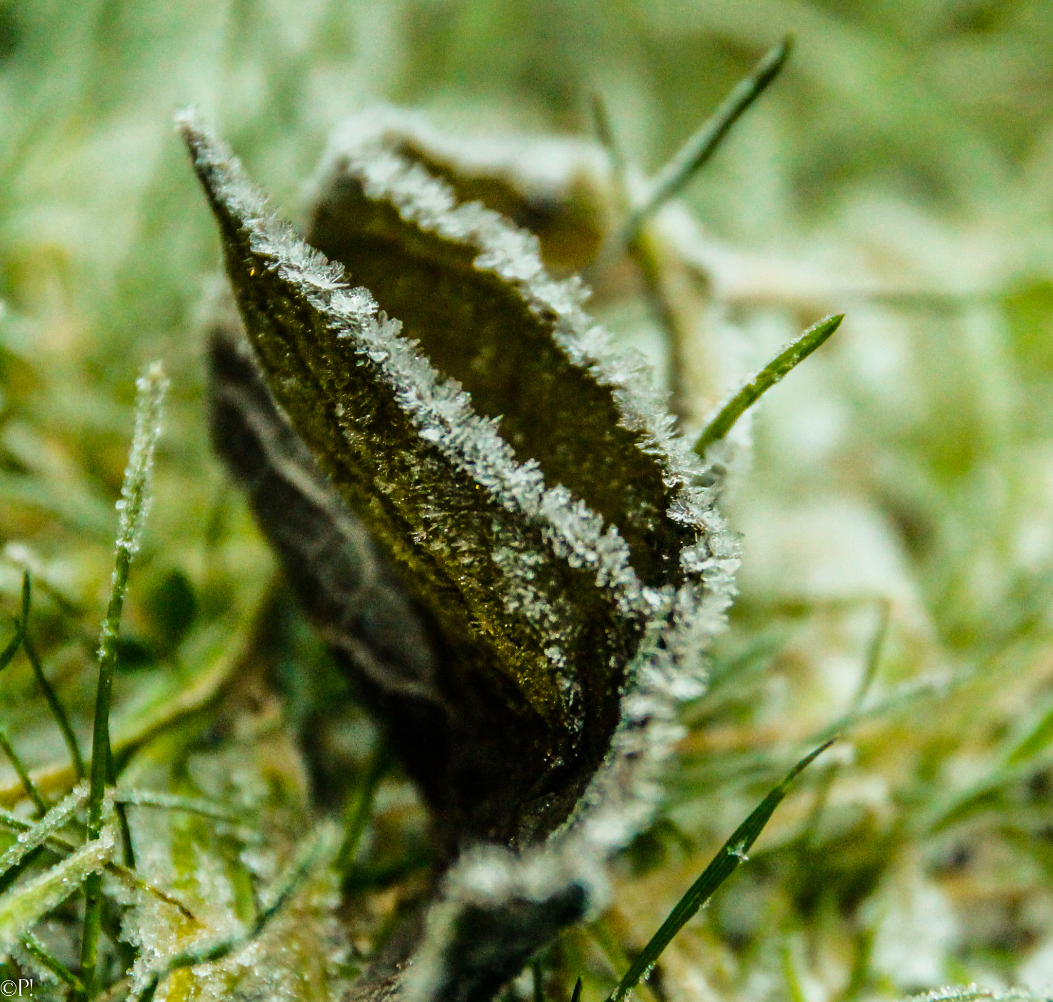 Sigma 17-70mm F2.8-4 DC Macro OS HSM sample photo. Last of the ice crystals photography