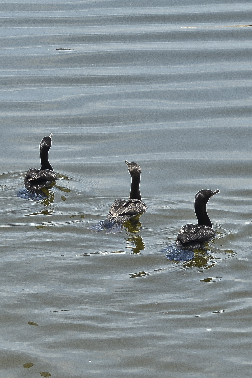 Nikon D7100 sample photo. Muito obrigado!  photography