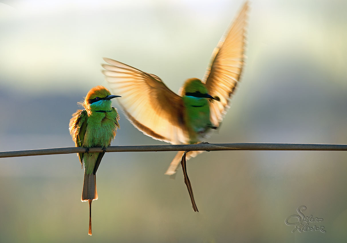 Canon EOS 6D + Sigma 150-600mm F5-6.3 DG OS HSM | C sample photo. Bee eater 2017 photography