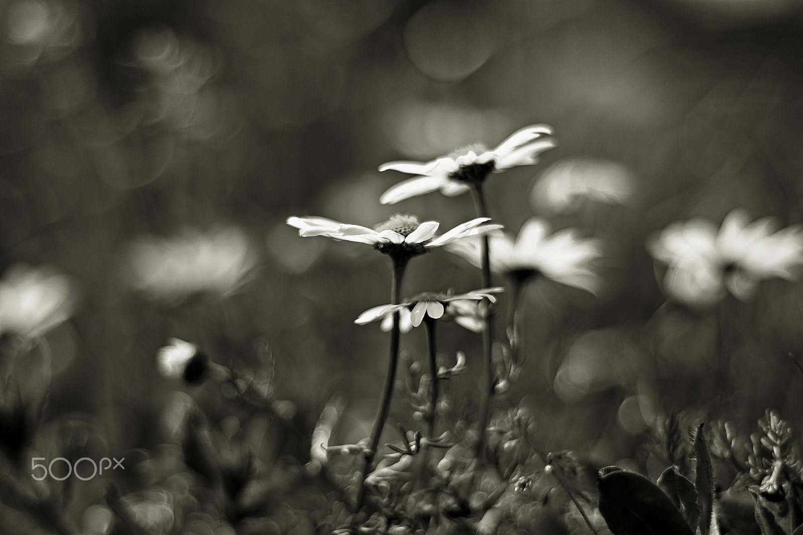 Canon EOS 500D (EOS Rebel T1i / EOS Kiss X3) sample photo. Love me...love me not... photography
