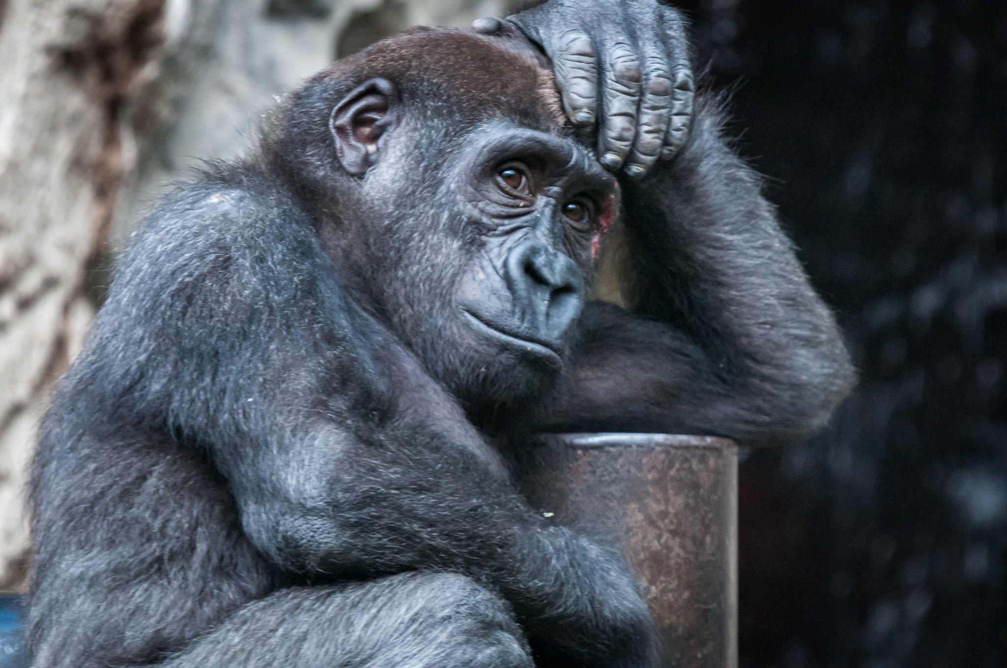 Sigma 50-500mm F4-6.3 EX APO RF HSM sample photo. Thinking gorilla photography