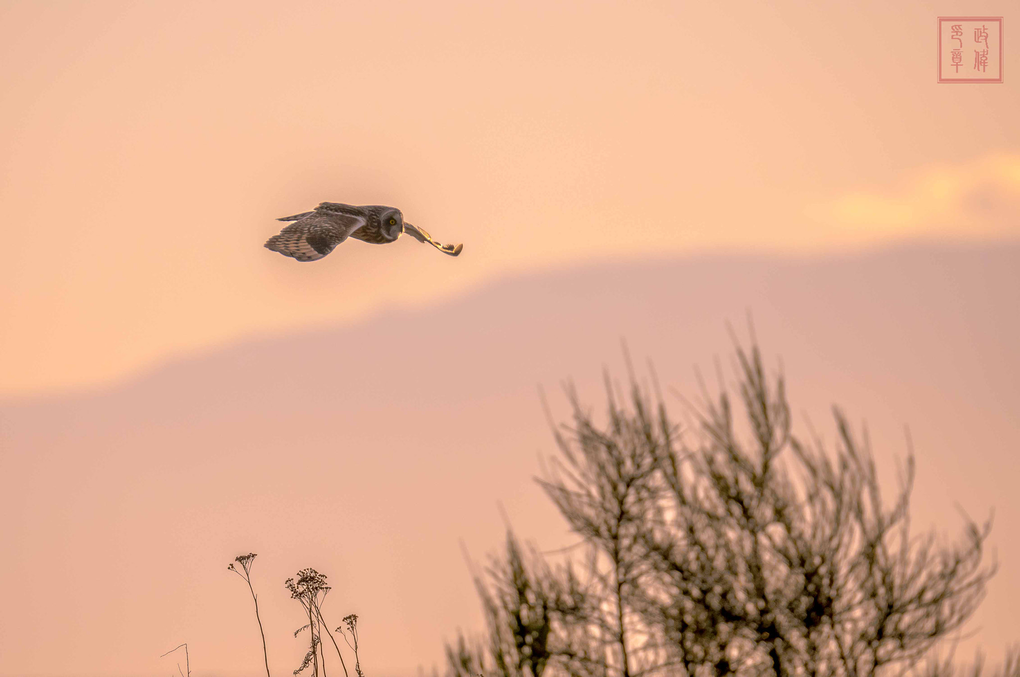 Nikon D500 + Sigma 150-600mm F5-6.3 DG OS HSM | S sample photo. Dsc photography