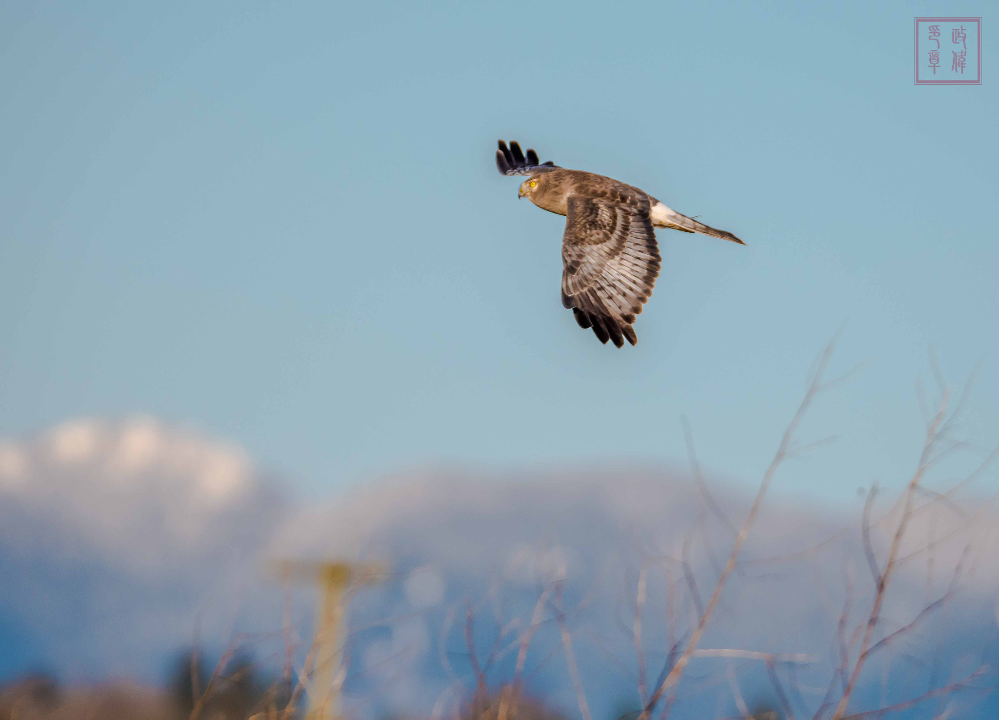 Sigma 150-600mm F5-6.3 DG OS HSM | S sample photo. Dsc photography