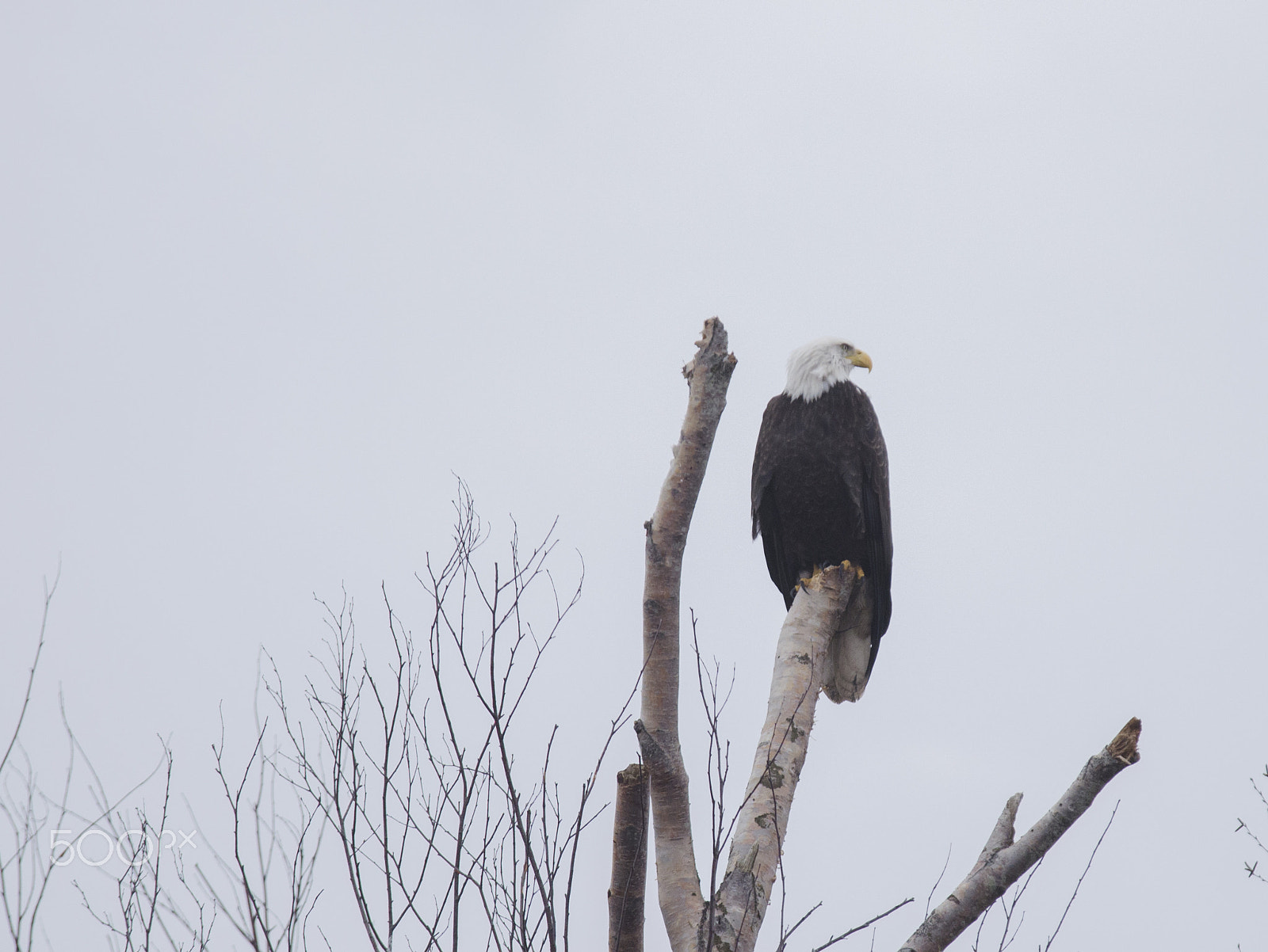 Sigma APO 100-300mm F4 EX IF HSM sample photo. Bossman photography