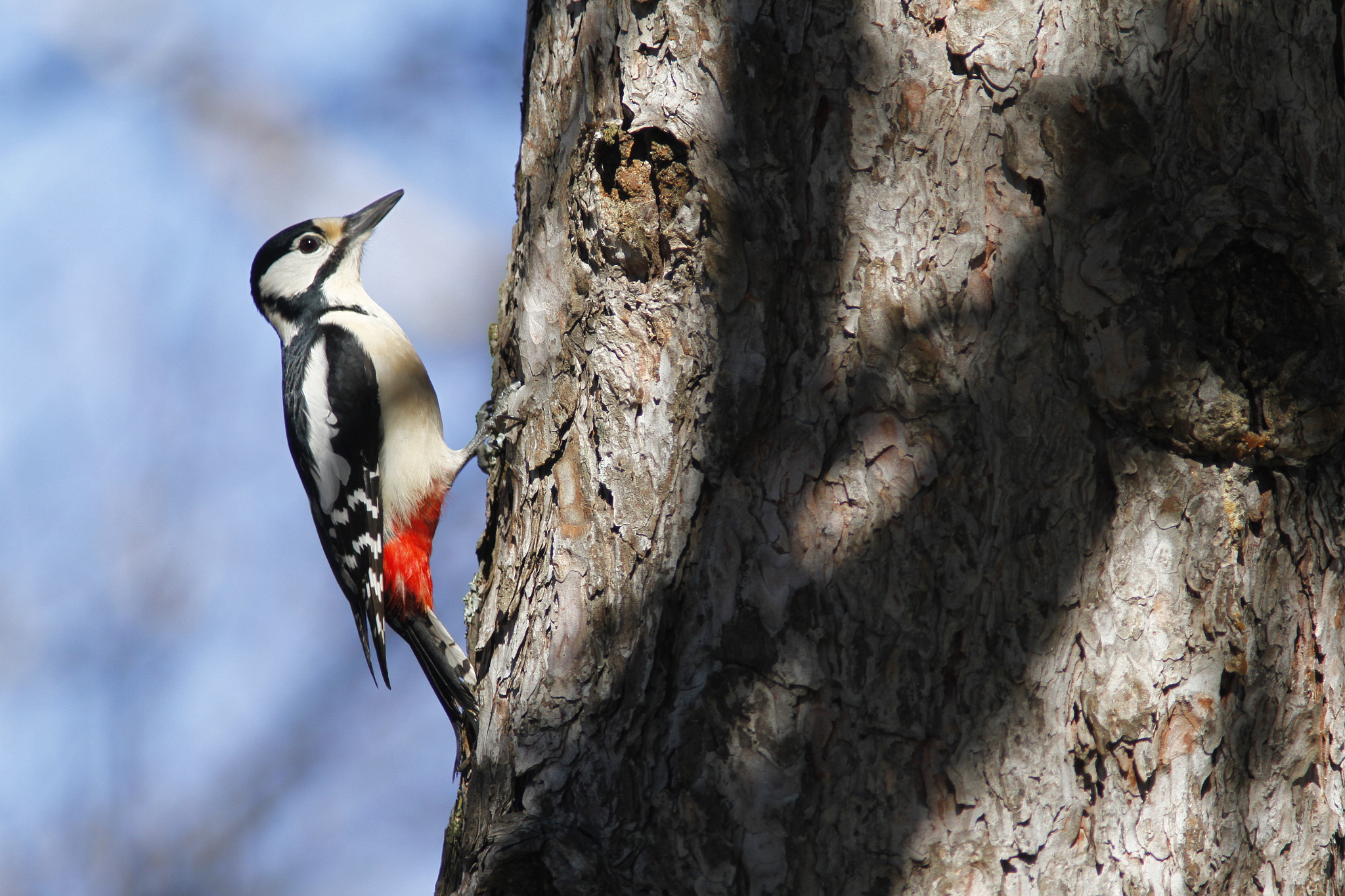 Canon EF 300mm f/4L + 1.4x sample photo. Woodpecker with blue sky background photography