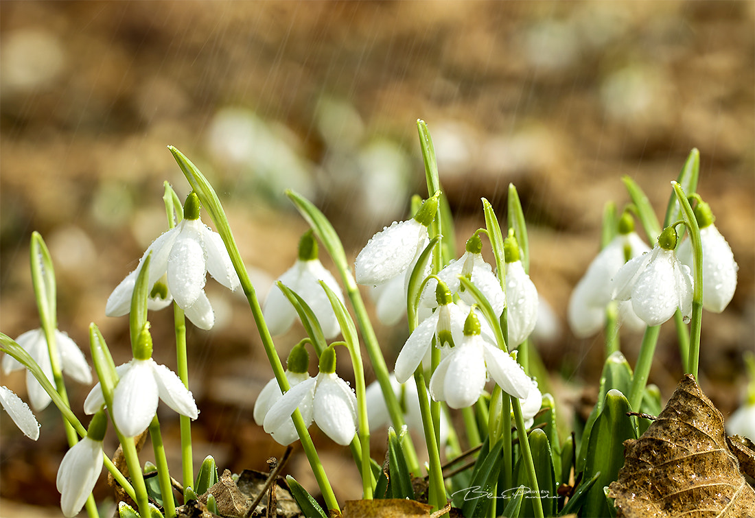 Canon EF 100mm F2.8L Macro IS USM sample photo. Hóvirág/snowdrop photography