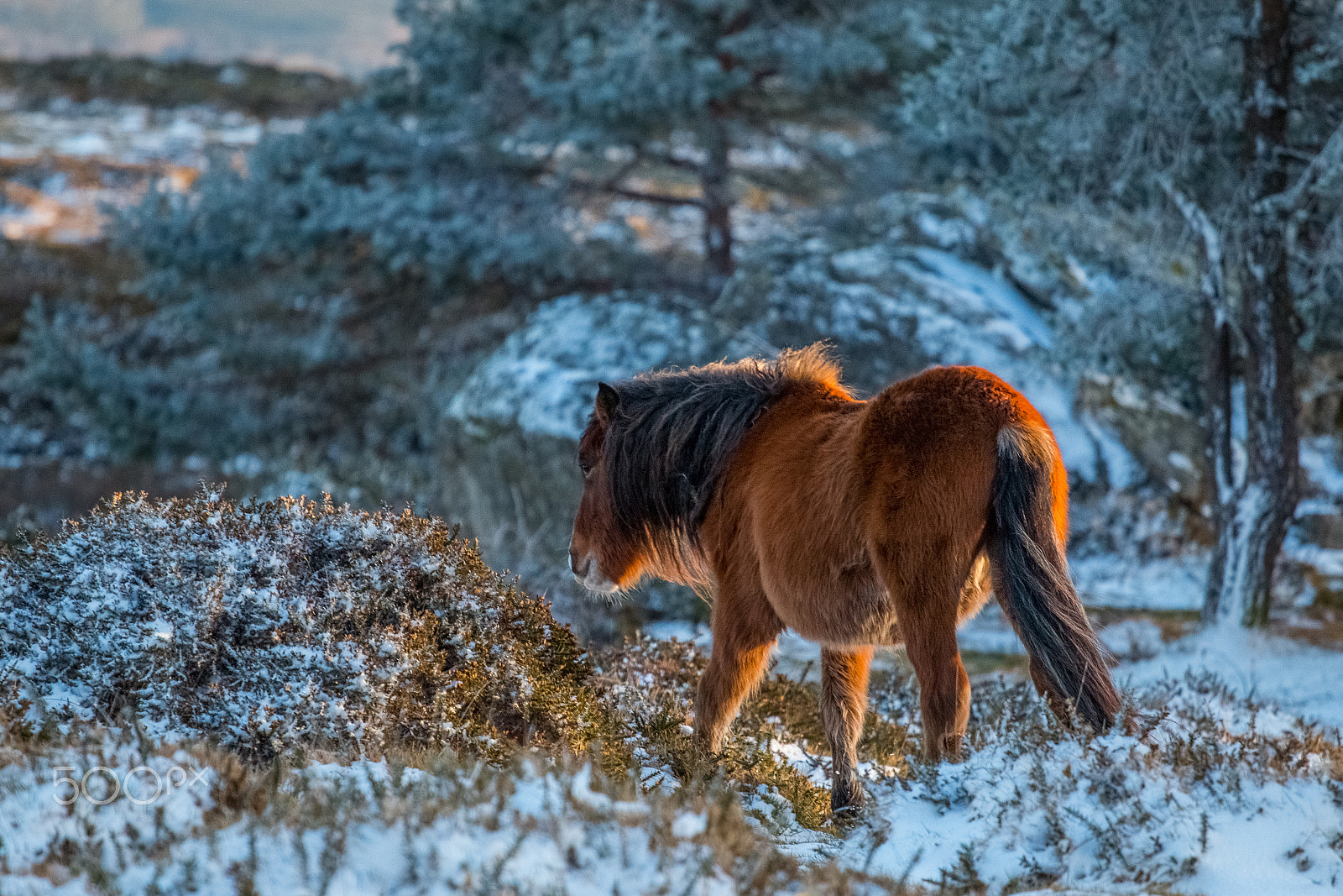 Canon EOS 70D + Canon EF 70-200mm F4L USM sample photo. Wild horse in a serra do cando mountains photography