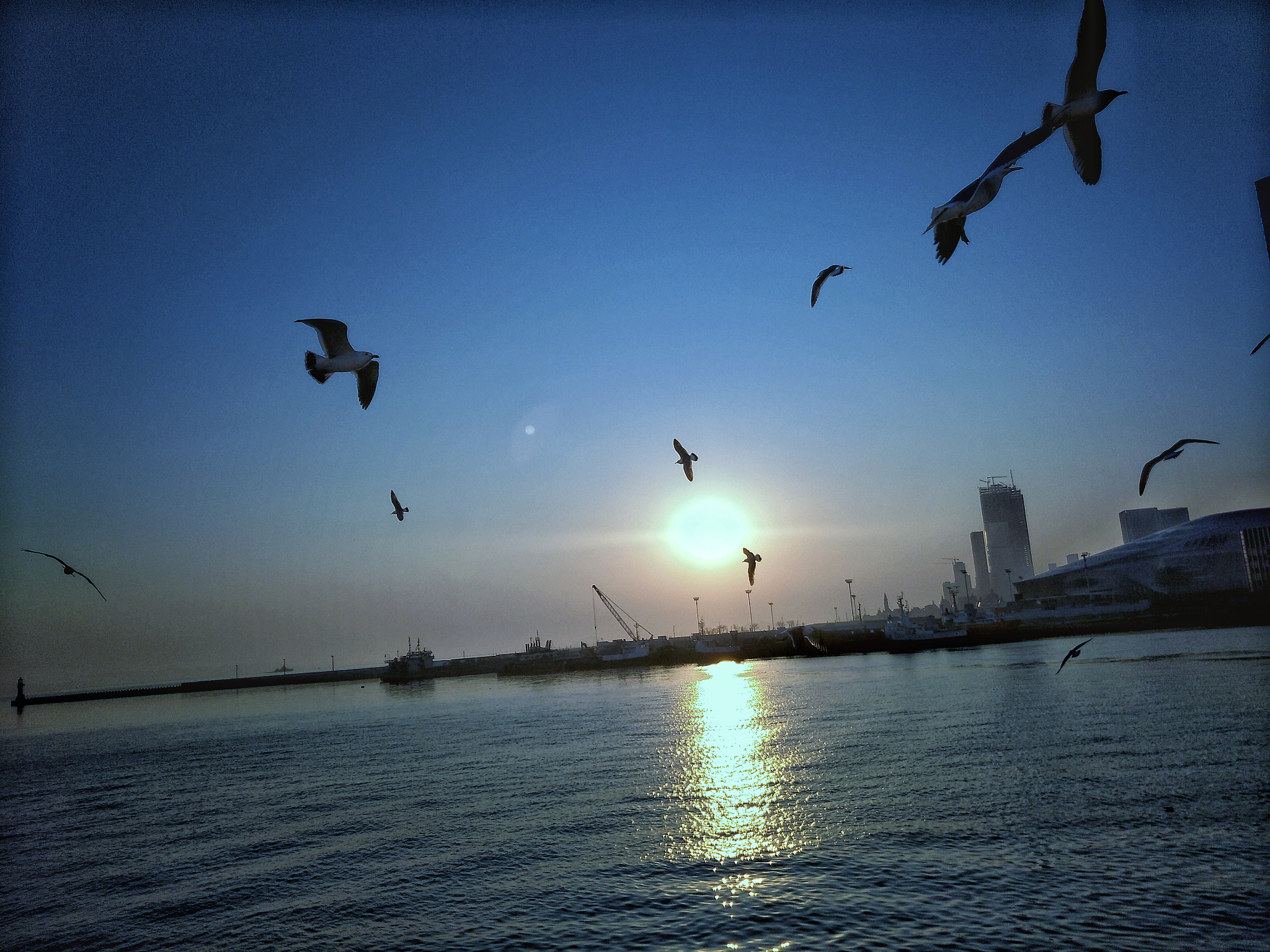 OPPO R9 PLUSM A sample photo. Sea life photography