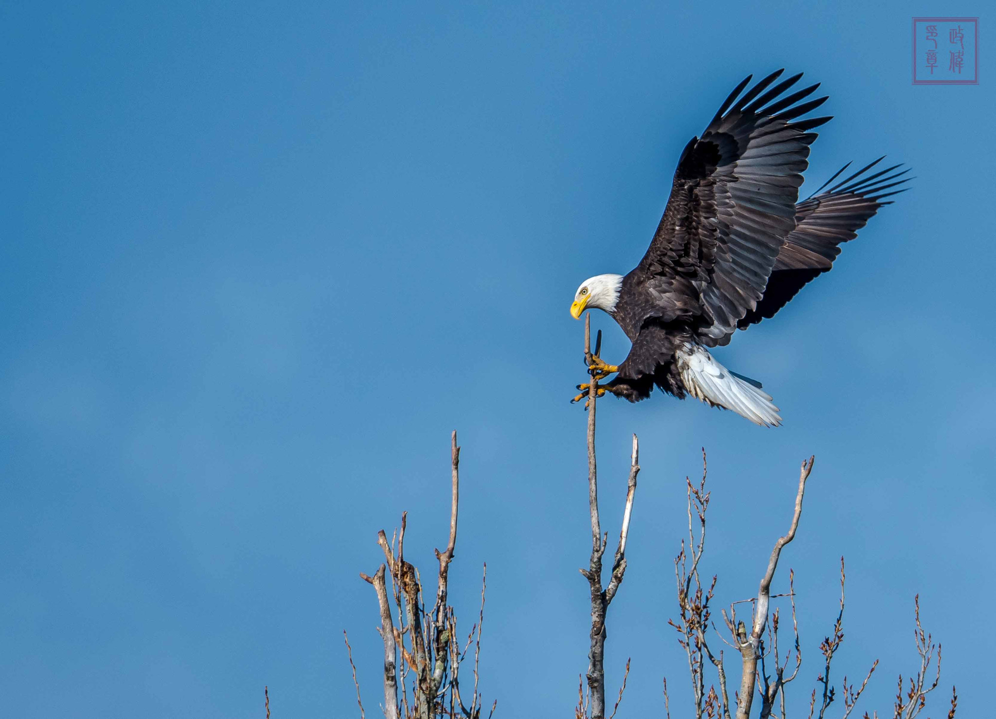 Nikon D500 + Sigma 150-600mm F5-6.3 DG OS HSM | S sample photo. Dsc photography