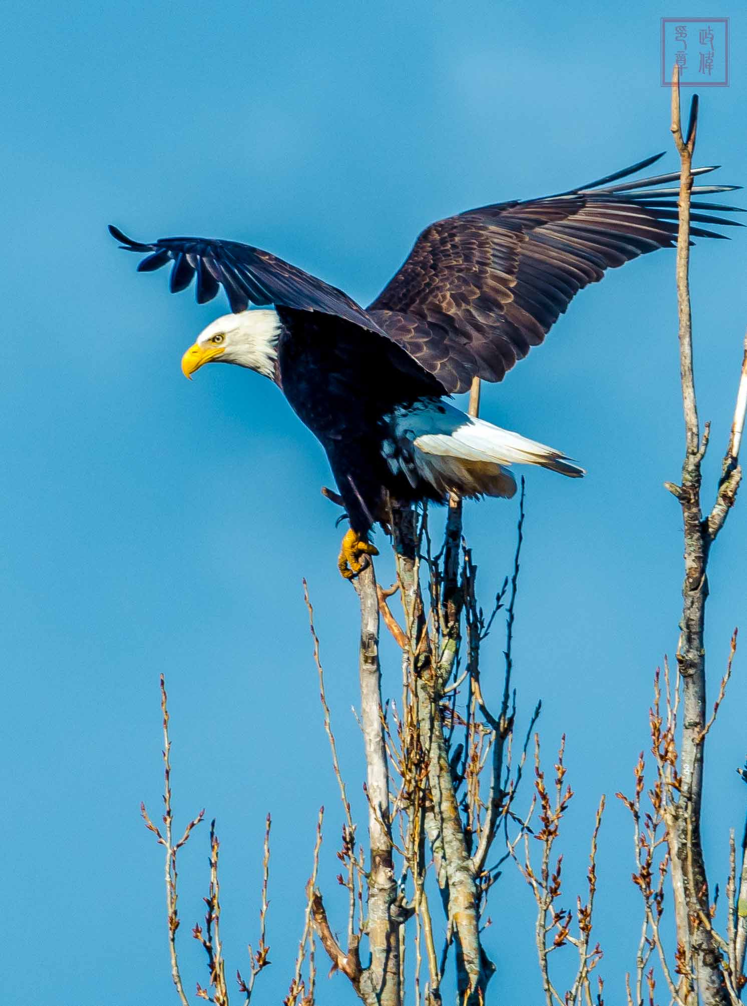 Sigma 150-600mm F5-6.3 DG OS HSM | S sample photo. Dsc photography