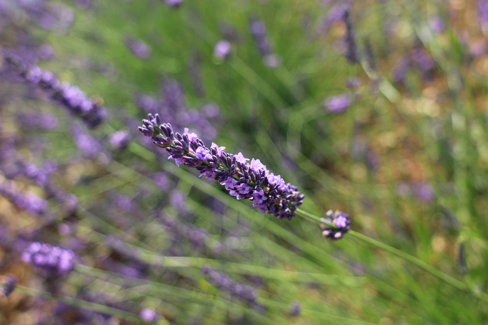 Canon EF 24-105mm F3.5-5.6 IS STM sample photo. Lavender photography