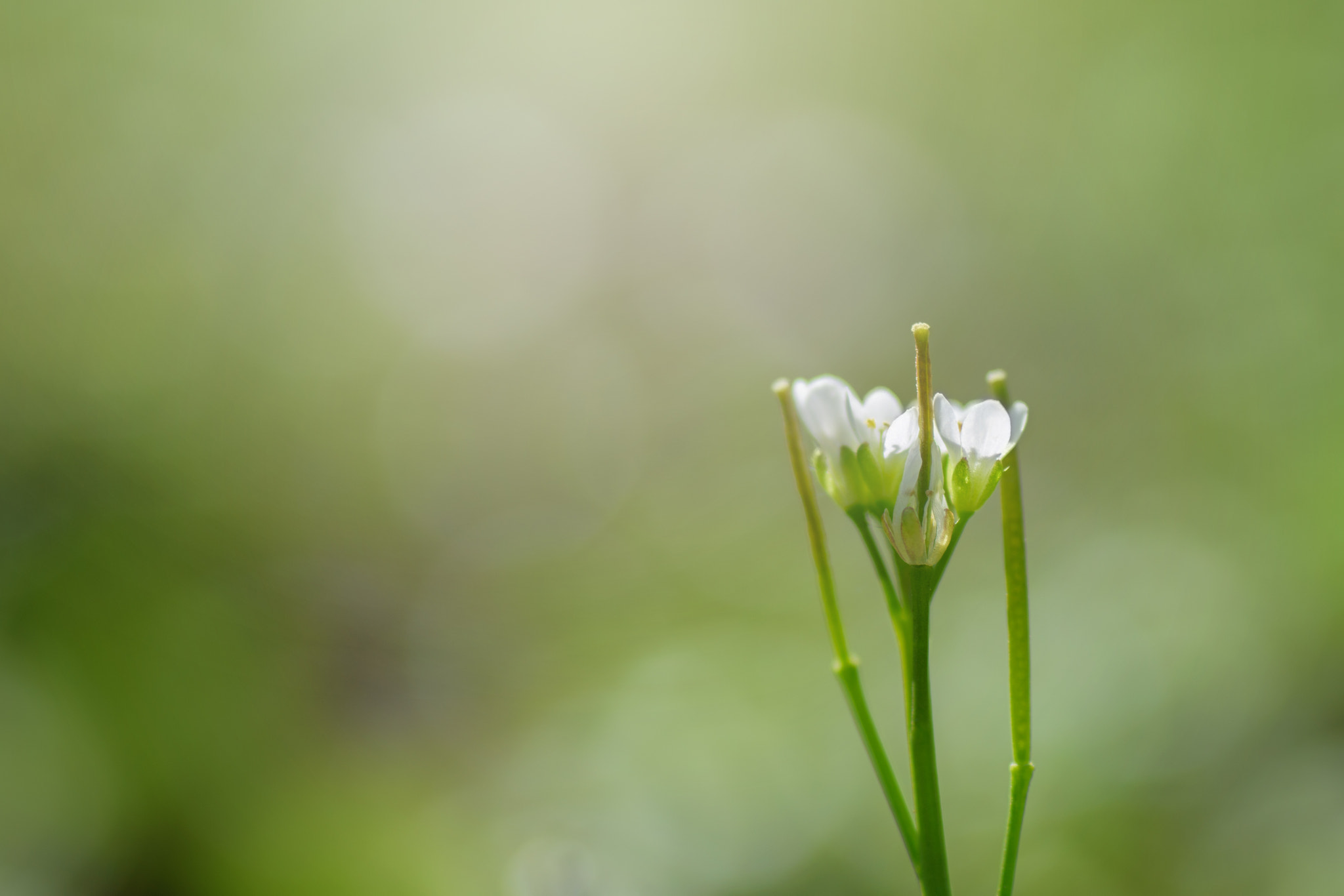 Nikon D5500 sample photo. Morning sunlight photography