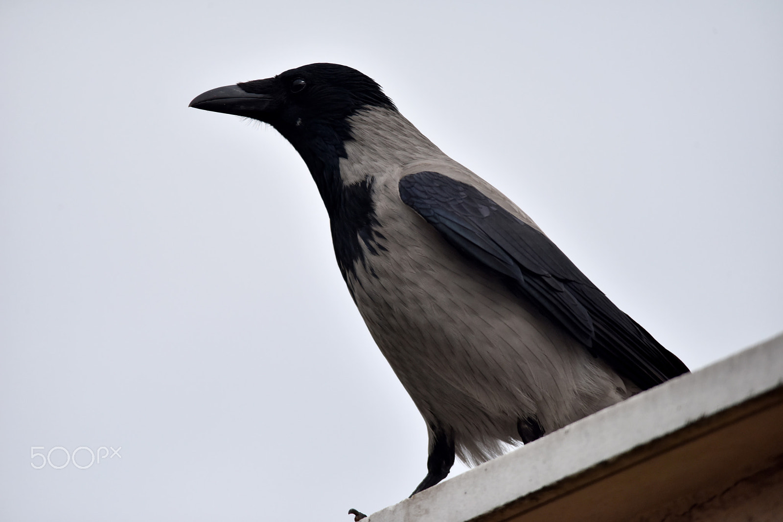 Sigma 150-500mm F5-6.3 DG OS HSM sample photo. Dsc photography