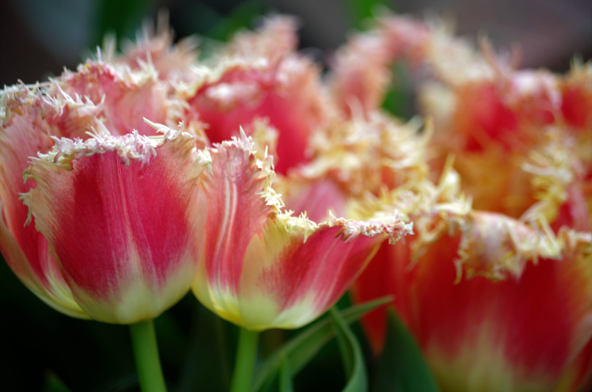 Pentax K-50 sample photo. Tulips photography