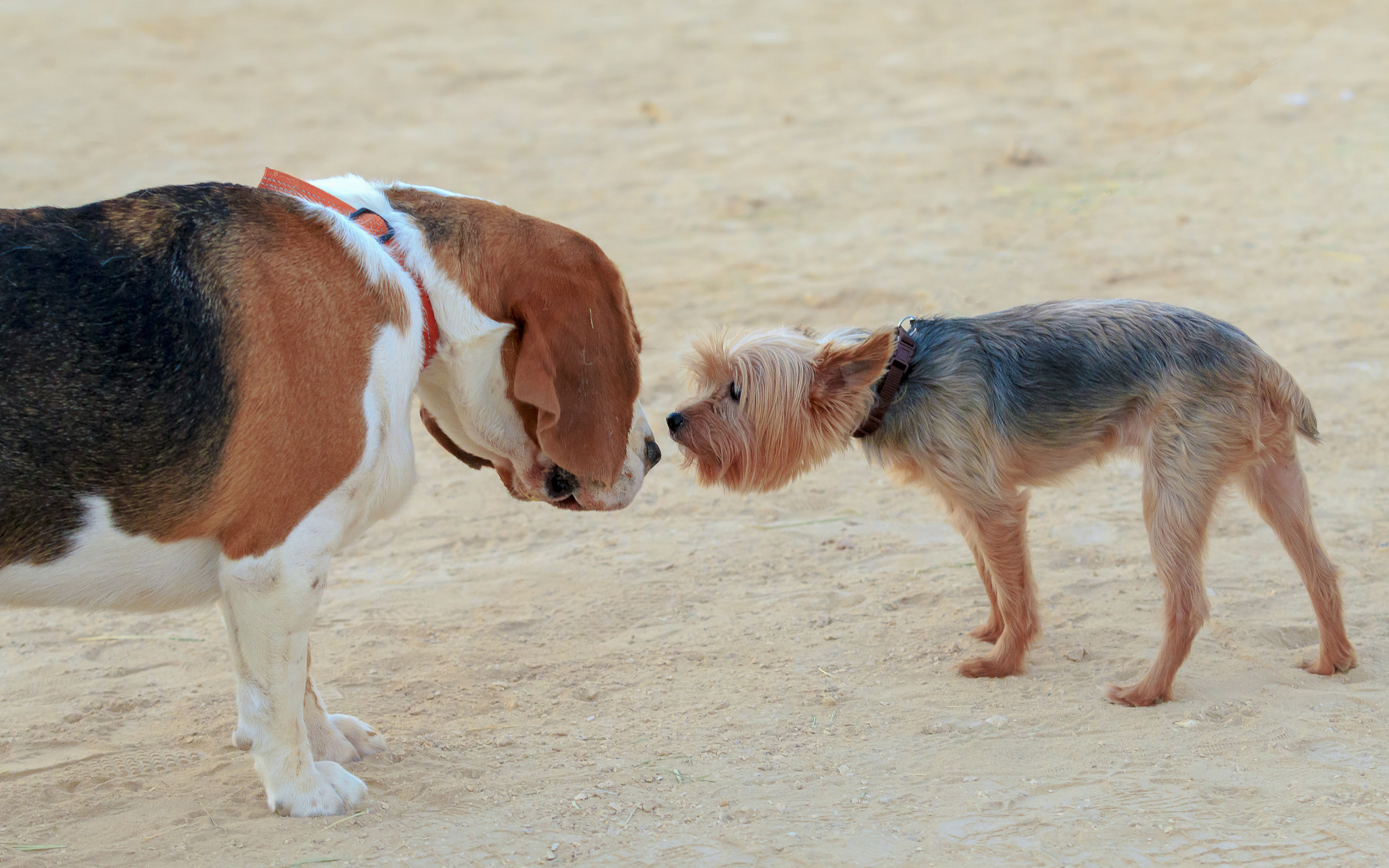 Canon EOS 70D + Canon EF 70-200mm F2.8L USM sample photo. Two dogs photography