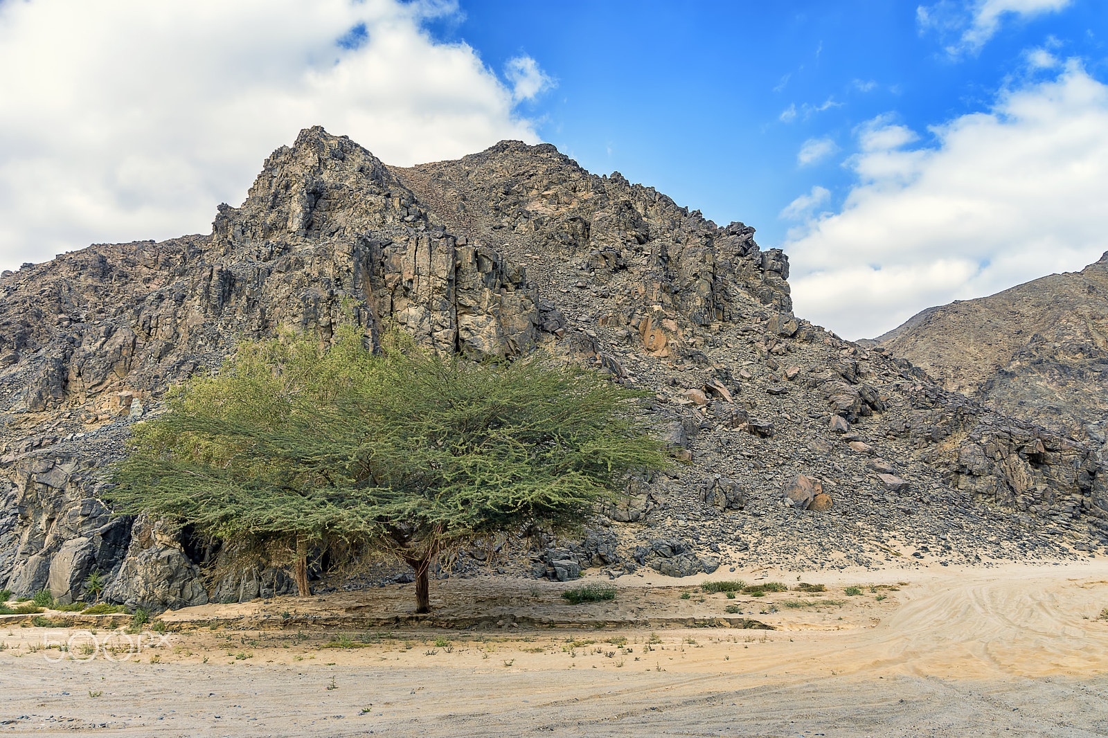 Sigma 18-250mm F3.5-6.3 DC OS HSM sample photo. Huge acacia & mountain photography