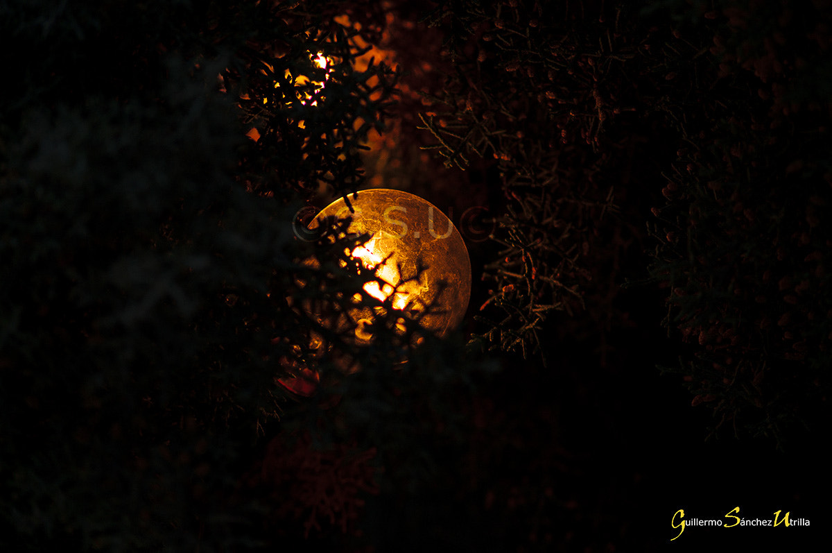 Sony DT 55-200mm F4-5.6 SAM sample photo. Bombilla en el árbol photography