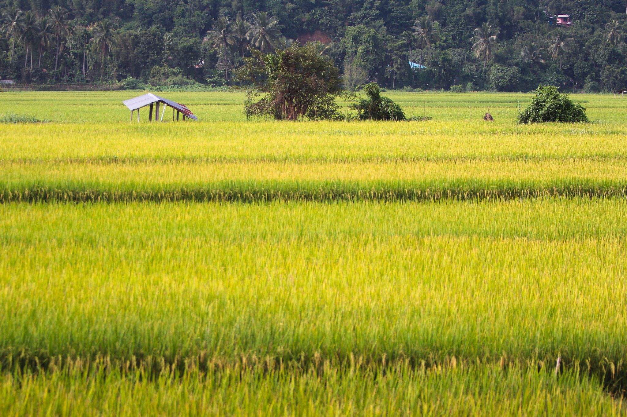 Canon EF 70-200mm F2.8L IS USM sample photo. Rice field in northern region of thailand photography