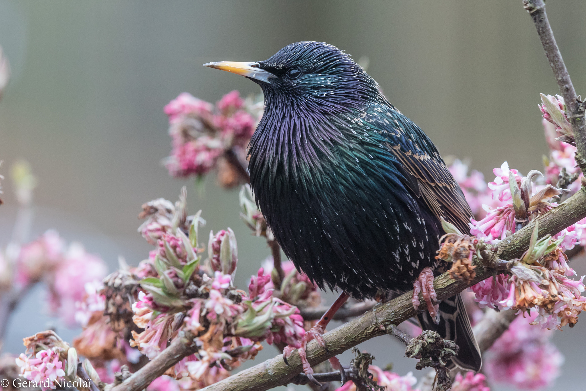 Canon EOS 7D Mark II sample photo. Common starling photography