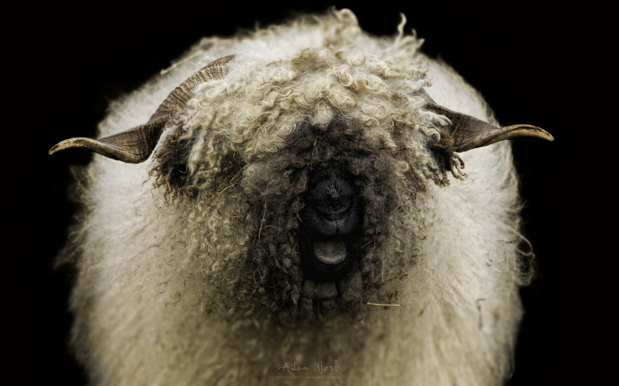 150-600mm F5-6.3 DG OS HSM | Contemporary 015 sample photo. The tongue can paint what the eye can't see photography