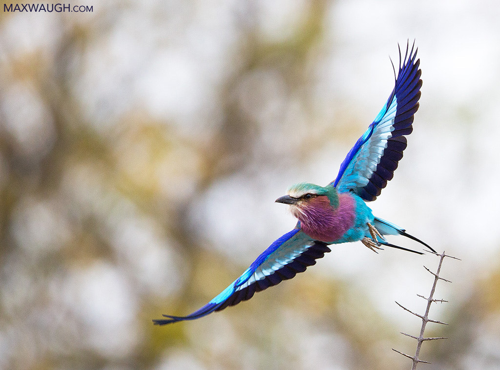 Canon EOS-1D X + Canon EF 600mm F4L IS II USM sample photo. Lilac-breasted roller photography