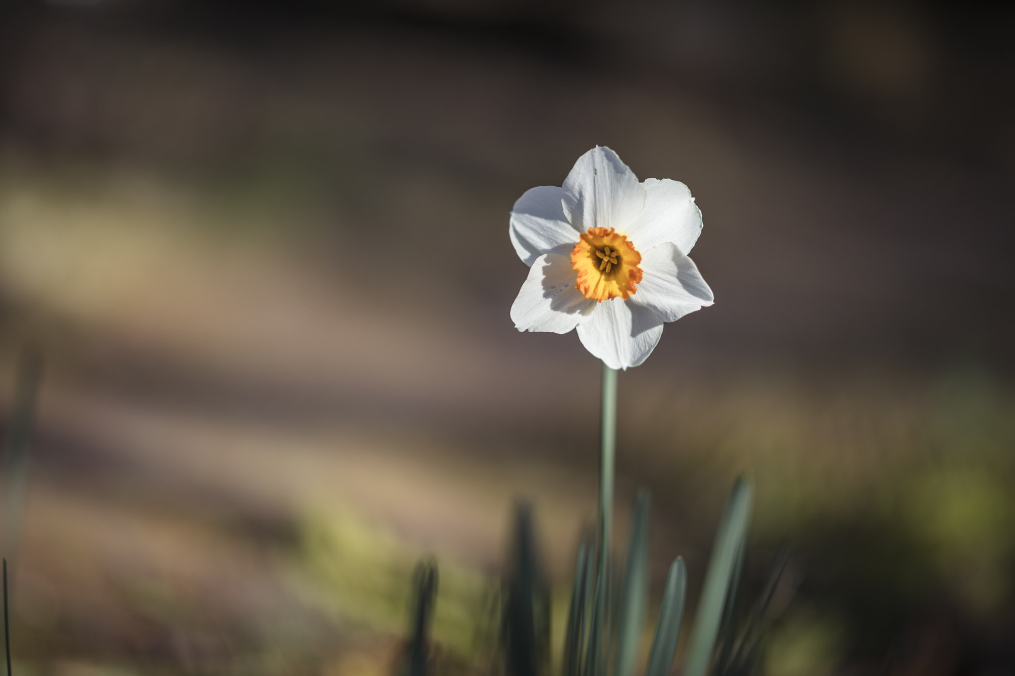 Canon EOS 5DS R + Zeiss Milvus 85mm f/1.4 sample photo. For someone special to me. you know who you are. photography