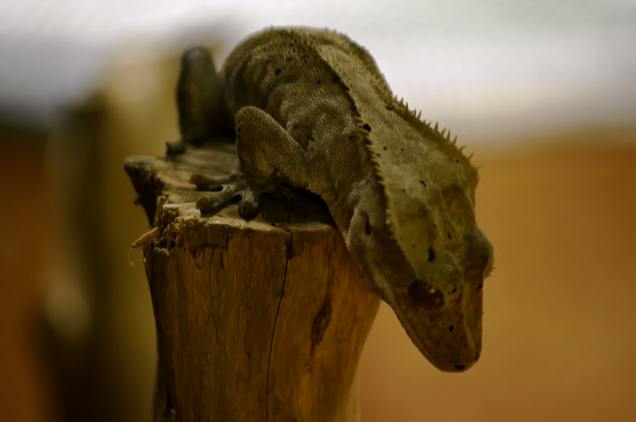 Tamron AF 70-300mm F4-5.6 LD Macro 1:2 sample photo. Gecko à crétes photography